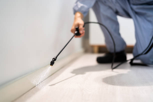 Certified termite inspector examining foundation in Drexel